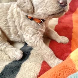 Willow - Cream female Labradoodle puppy in Toledo, Washington from Bigfoot Doodles