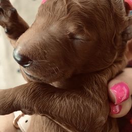 Poodle Puppies from Prissy Pants Poodles LLC