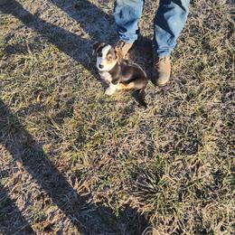 American Corgis, Cardigan Welsh Corgis, and Pembroke Welsh Corgis from Shadey Lane Corgis