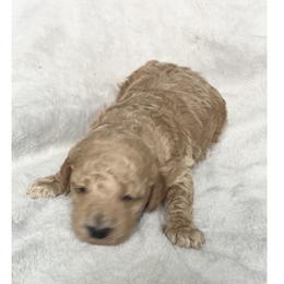 Boy 1 - Apricot male Goldendoodle puppy in Lapeer, Michigan from Doodle All Day