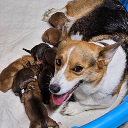 Girl 4 - White and red female Pembroke Welsh Corgi puppy in Keysville, Virginia from CL&L Corgi's