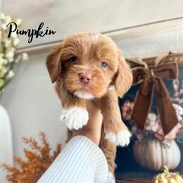 Pumpkin - Caramel female Australian Labradoodle puppy in Palmdale, California from Heavenly Doodles