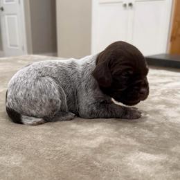 Girl 4 - Brown and gray female Wirehaired Pointing Griffon puppy in Shelley, Idaho from Western Gundogs