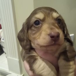 Boy 3 - Dachshund puppy in Georgia from Farm Tree's Dachshund Haven
