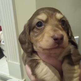 Boy 3 - Dachshund puppy in Georgia from Farm Tree's Dachshund Haven