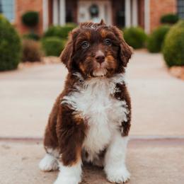 Aussiedoodle, Cavapoo, and Miniature American Shepherd Puppies from Maddilyn Dennett