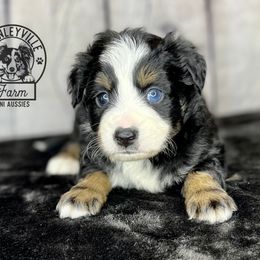 Boy 2 - Miniature Australian Shepherd puppy in Buchanan, Georgia from Stanleyville Farm Mini Aussies