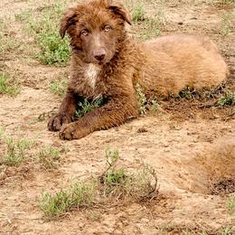 Kenai - Red & white male Australian Shepherd puppy in Mineral Wells, Texas from A6 Australian Shepards