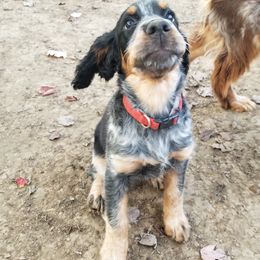 CLOVER - English Springer Spaniel