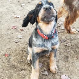 CLOVER - English Springer Spaniel