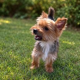 Smores - Yorkshire Terrier