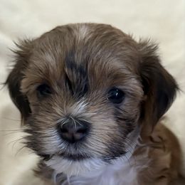 Boy 1 - Red male Havanese puppy in Greeley, Colorado from Just be Havanese