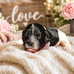 Buzz - Black and white male Cavapoo puppy in Thorndale, Texas from Hattie’s Texas Cavapoos