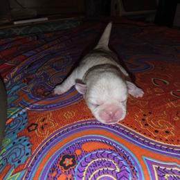 Red Riot - White male Pug puppy in Spokane, Washington from Kapelac's Royal Pugs