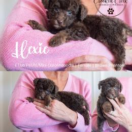 Hexie - Phantom female Goldendoodle puppy in Woodruff, South Carolina from Crooked Creek Doodles and Poodles