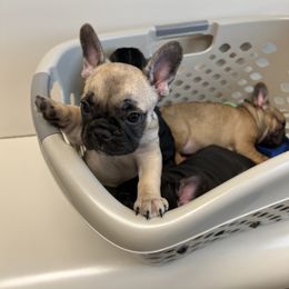 French Bulldog Puppies from Stratton Kennel