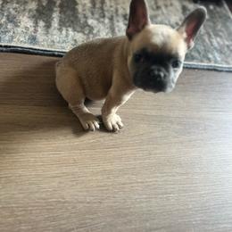 Nala - Fawn female French Bulldog puppy in Antioch, California from Wrinklez N Pawz Frenchies