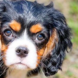 Cavalier King Charles Spaniels from MagPie Cavaliers