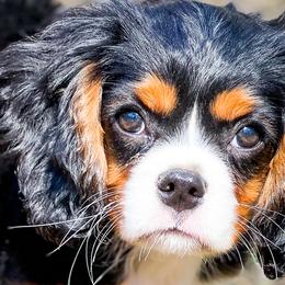 Cavalier King Charles Spaniels from MagPie Cavaliers