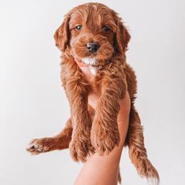 Sherman (Red Collar) - Red  male Goldendoodle puppy in Beaverton, Oregon from Henry Elliots