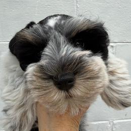 Frasier - Parti male Miniature Schnauzer puppy in Russell, Kentucky from Marjorie's Simply Schnauzer