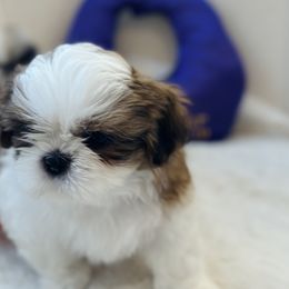 Girl 2 - Red and white female Shih Tzu puppy in Paso Robles, California from Northstar Shih Tzu