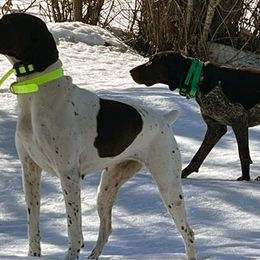 German Shorthaired Pointers from Idaho Hunting Dogs