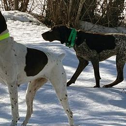 German Shorthaired Pointers from Idaho Hunting Dogs
