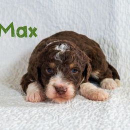 Max - Tri-color male Bernedoodle puppy in Gentry, Arkansas from WWBar Bernedoodles