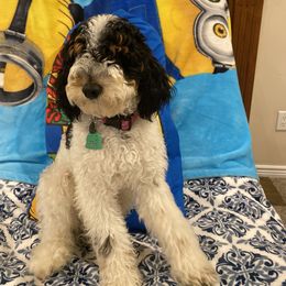 Obi - Poodle