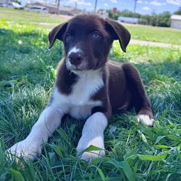 Doc - White and red male Border Collie puppy in Oberlin, Kansas from Hangin R Kennels