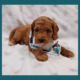 Australian Labradoodles from Crown Doodles