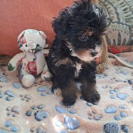 Raleigh - Tri-color female Bernedoodle puppy in Clermont, Florida from Sammy's Puppies