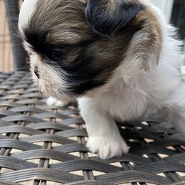 Shih Tzu Puppies from Willow Lane Shih Tzus