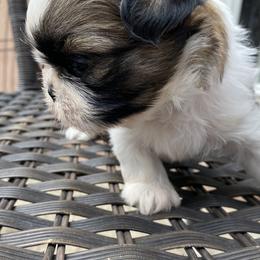 Shih Tzu Puppies from Willow Lane Shih Tzus