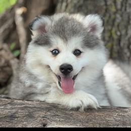 Pomsky and Siberian Husky Puppies from A-Dream Pomsky Kennel