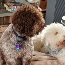 Lagotto Romagnolo All Grown Up from Lakeside Lagotto