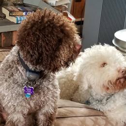 Lagotto Romagnolo All Grown Up from Lakeside Lagotto