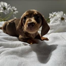 Lando - Chocolate and cream male Dachshund puppy in San Diego, California from Enchanted little dachshunds