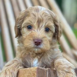 Ida (Idaho) - Apricot female Goldendoodle puppy in Twin Falls, Idaho from Magic Valley Family Doodles
