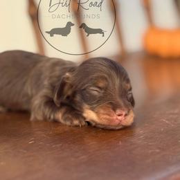Girl 2 - Chocolate and cream female Dachshund puppy in Town Creek, Alabama from Dirt Road Dachshunds