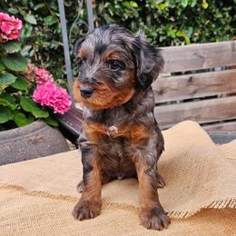 Beau - Merle male Goldendoodle puppy in Los Gatos, California from Willow & Rose Doodles