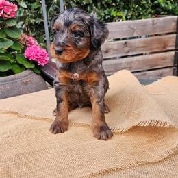 Beau - Merle male Goldendoodle puppy in Los Gatos, California from Willow & Rose Doodles