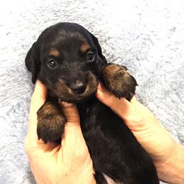 Boy 1 - Black and tan male Dachshund puppy in Austin, Texas from Glorious Minis