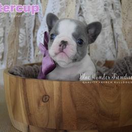 Buttercup - Blue female French Bulldog puppy in Loxahatchee, Florida from Blue Wonder Frenchies