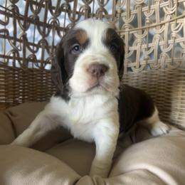 Ariel - Liver white and tan female English Springer Spaniel puppy in Palmdale, California from Legacy