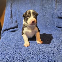 Mist - Tri-color female Border Collie puppy in Menasha, Wisconsin from Little Rose Retrievers