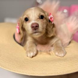 Glimmer - Cream female Dachshund puppy in Mayville, Michigan from Teenie Little Hearts