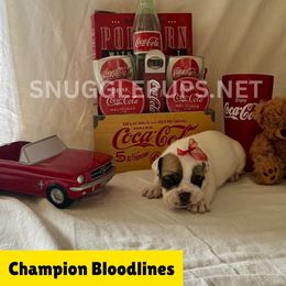 Sampson - White male Bulldog puppy in Tremonton, Utah from Snuggle Pups