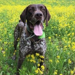 Bernedoodles, Cockapoos, and German Shorthaired Pointers from Filipiak Breeders